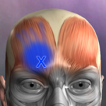 Muscle Trigger Point Anatomy v2.4.8 APK Paid