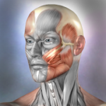Muscle and Bone Anatomy 3D v1.2.1 APK Paid