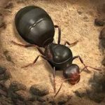 The Ants Underground Kingdom v1.8.1 Mod (Full version) Apk